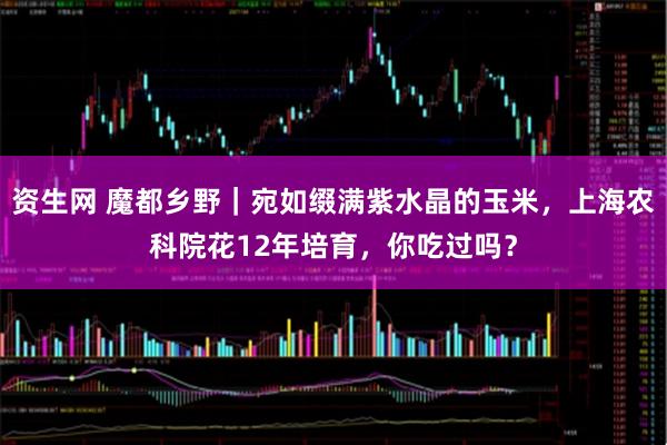 资生网 魔都乡野｜宛如缀满紫水晶的玉米，上海农科院花12年培育，你吃过吗？